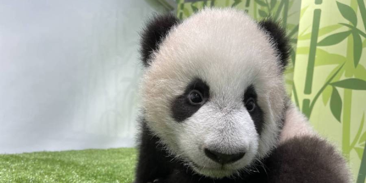 Le Le the Panda cub